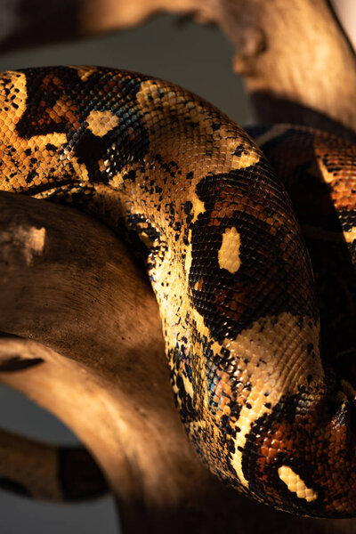 Selective focus of sunlight on python snakeskin and wooden log isolated on grey