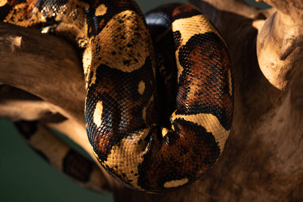 Selective focus of python snakeskin with sunlight on wooden snag isolated on grey