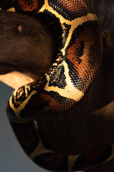 Close up view of textured python snakeskin with sunlight on wooden log isolated on grey