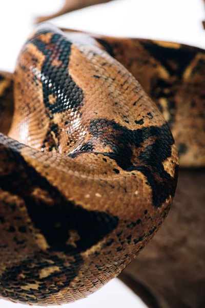 Enfoque Selectivo Piel Serpiente Pitón Tronco Aislado Blanco — Foto de Stock