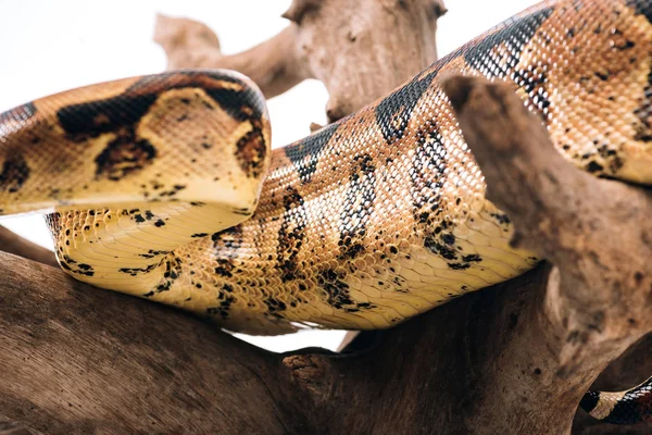 stock image Selective focus of pattern on python snakeskin on wooden log isolated on white