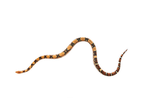 Вид сверху изолированного на белом питона
