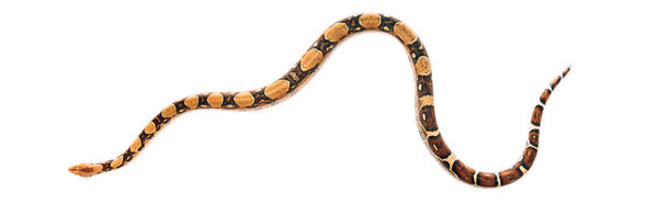 Вид сверху на питона, изолированного на белом, панорамном снимке
 