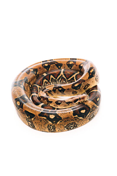 Высокий угол обзора скрученного питона изолирован на белом
