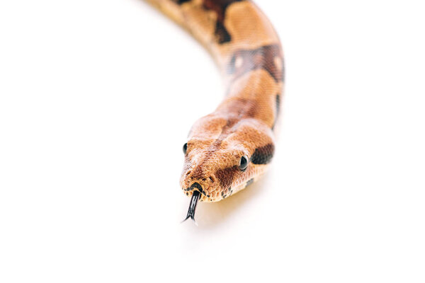 Selective focus of python with sticking out tongue on white background