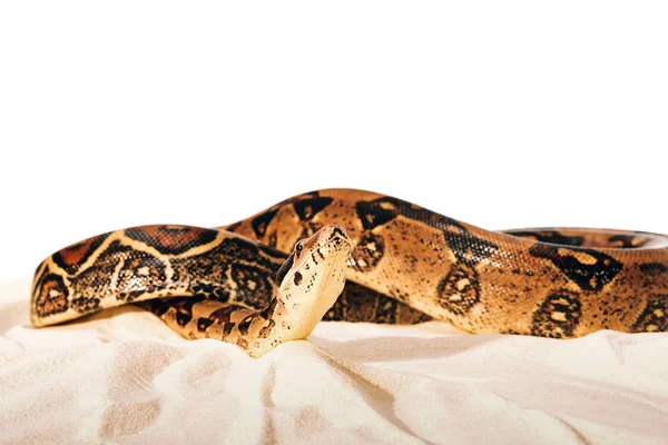 Selektiver Fokus Der Gedrehten Python Auf Sand Auf Weißem Hintergrund — Stockfoto