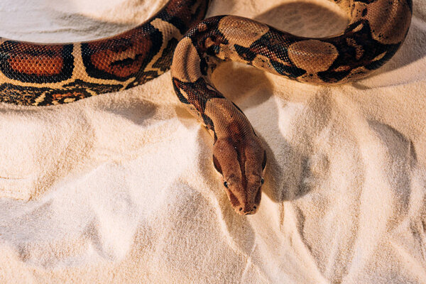 Top view of twisted python on sand