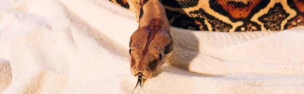 Panoramaaufnahme Einer Python Mit Herausgestreckter Zunge Auf Strukturiertem Sand — Stockfoto