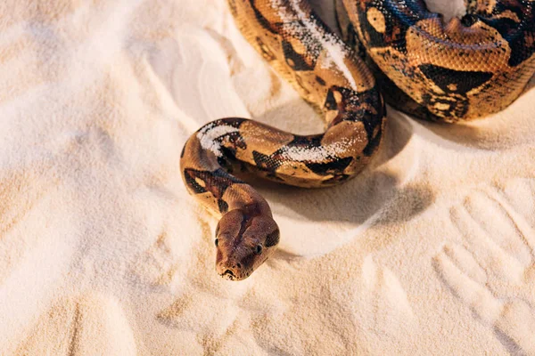 Hochwinkelaufnahme Von Python Auf Strukturiertem Sand — Stockfoto