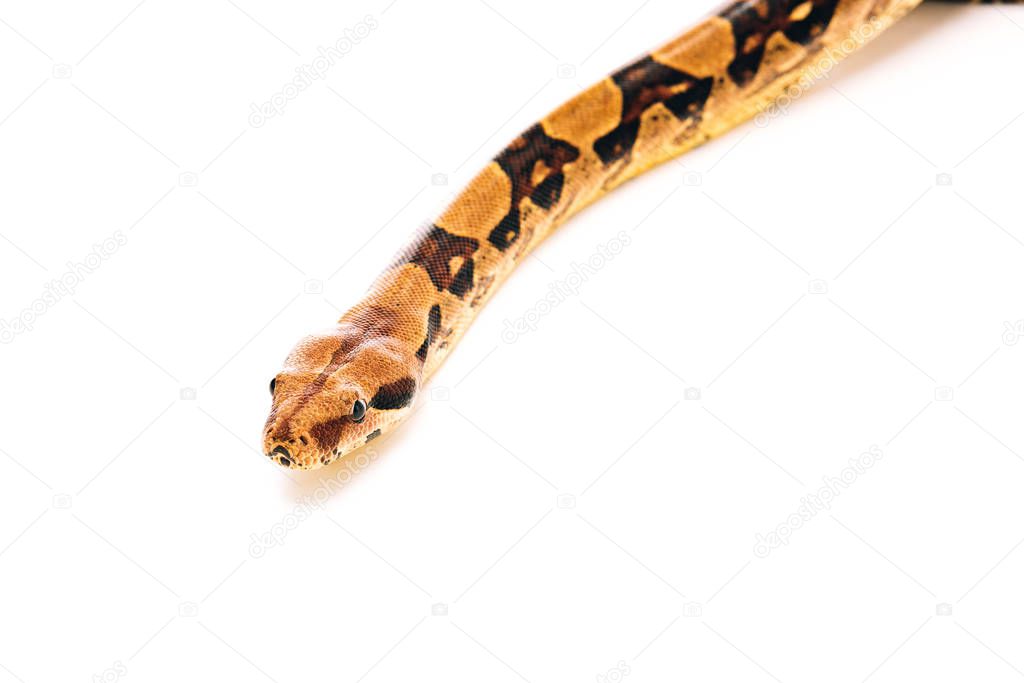 Selective focus of python head on white background