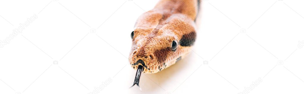 Close up view of python with sticking out tongue on white background, panoramic shot