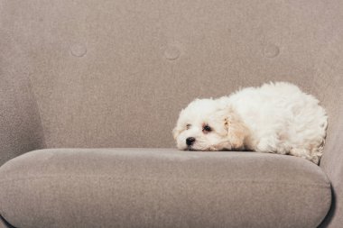 cute and white Havanese puppy lying on armchair 