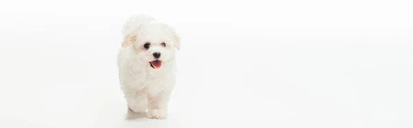 Panoramisch Schot Van Schattige Havanezer Pup Witte Achtergrond — Stockfoto