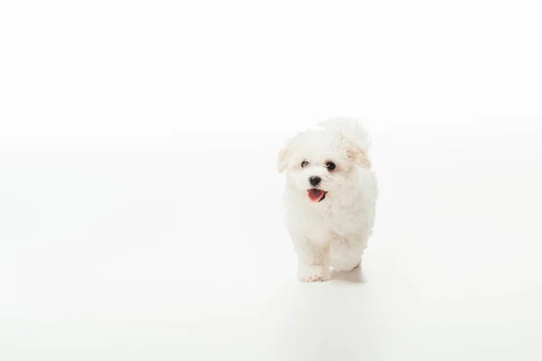 Bonito Branco Havanese Filhote Cachorro Fundo Branco — Fotografia de Stock