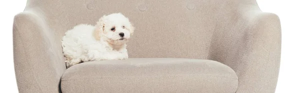 Panoramic Shot Cute Havanese Puppy Lying Armchair Isolated White — 图库照片