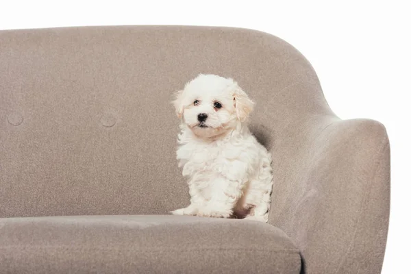 Lindo Cachorro Havanese Sentado Sillón Aislado Blanco — Foto de Stock