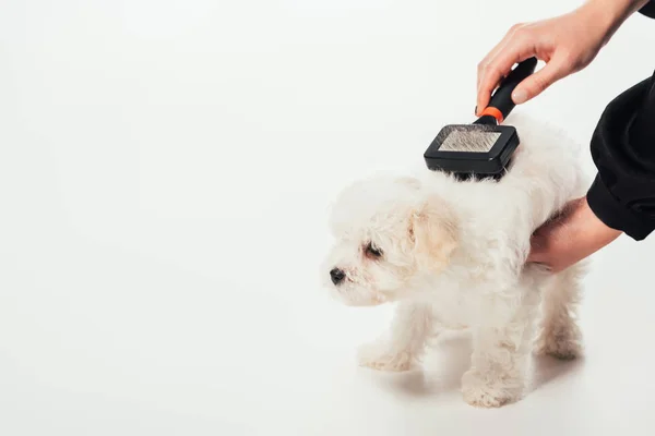 Cropped View Woman Brushing Hair Havanese Puppy White Background — Stok fotoğraf