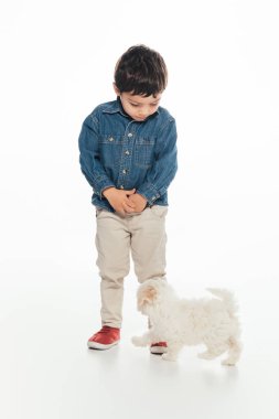 boy looking at cute Havanese puppy on white background 
