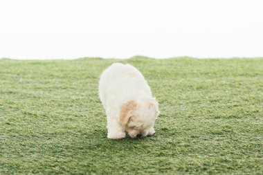 cute Havanese puppy smelling grass isolated on white 