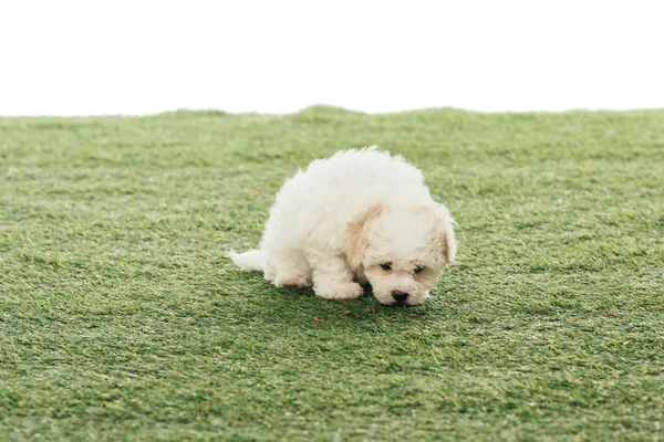 Bonito Filhote Cachorro Havanês Cheirando Grama Isolada Branco — Fotografia de Stock