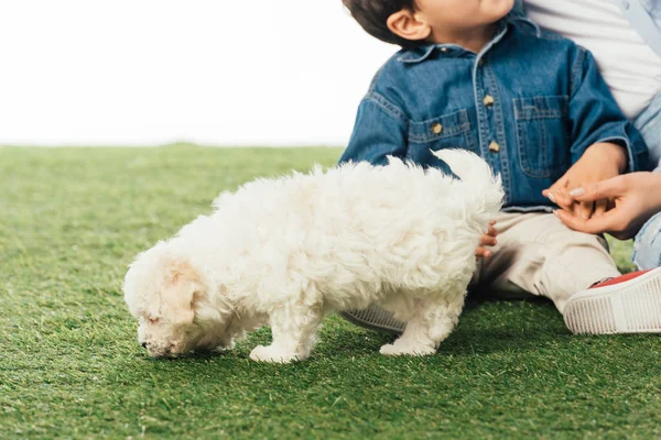 Cropped View Mother Son Holding Hands Havanese Puppy Smelling Grass — 图库照片