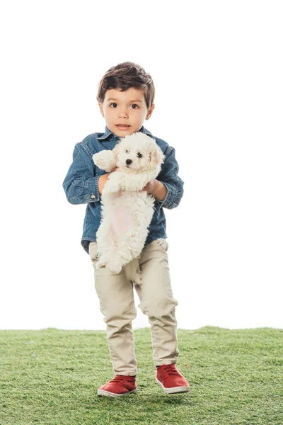 Menino Bonito Segurando Cachorro Havaiano Olhando Para Câmera Isolada Branco — Fotografia de Stock