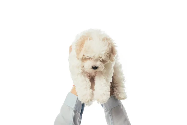 Cropped View Woman Holding Havanese Puppy Isolated White — 스톡 사진