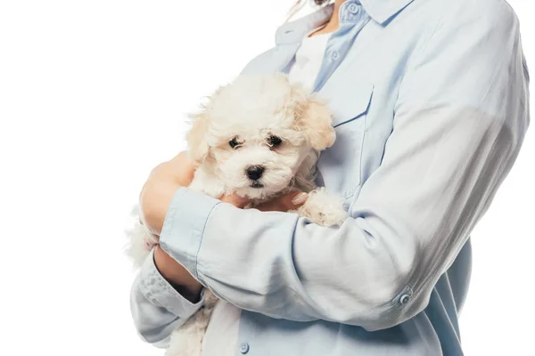 Vista Cortada Mulher Segurando Filhote Cachorro Havanese Isolado Branco — Fotografia de Stock