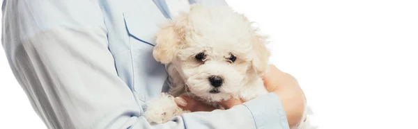 Panoramic Shot Woman Holding Havanese Puppy Isolated White — 스톡 사진