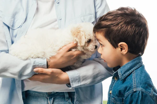 Vista Recortada Mujer Sosteniendo Lindo Cachorro Havanese Hijo Mirándolo Aislado — Foto de Stock