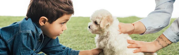 Plano Panorámico Madre Sosteniendo Cachorro Havanese Hijo Mirándolo Aislado Blanco —  Fotos de Stock