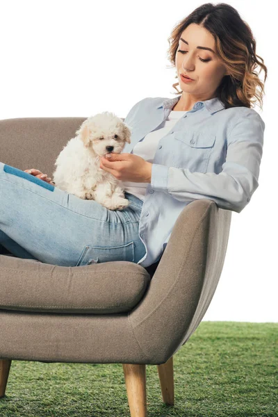 Woman Stroking Havanese Puppy Sitting Armchair Isolated White — Stock Photo, Image