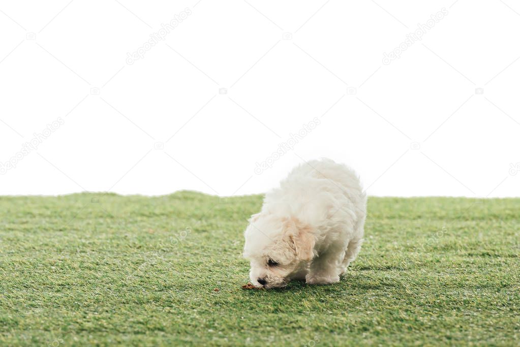cute Havanese puppy smelling grass isolated on white 