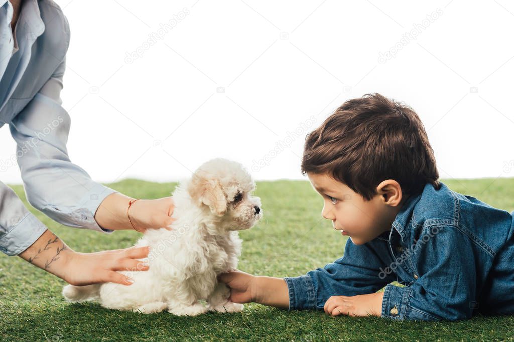 cropped view of mother holding Havanese puppy and son looking at it isolated on white