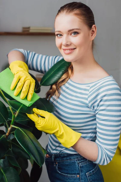 Side view of beautiful woman smiling at camera while cleaning leaves of plant with rag at home