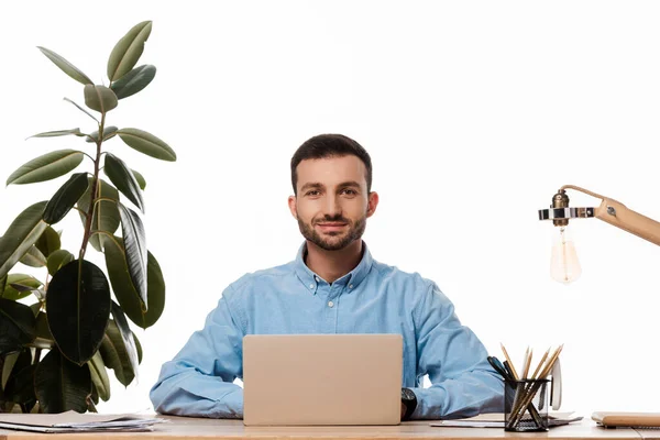happy freelancer using laptop near plant isolated on white workspace