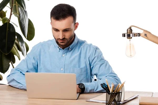 Bearded Freelancer Using Laptop Plant Isolated White — Stock Photo, Image