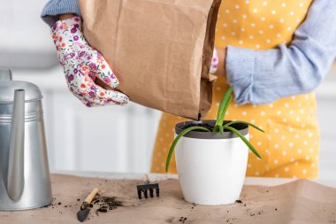 Kağıt çantalı kadın manzarası. Aloe, sulama kabı ve mutfak masasındaki bahçe aletleriyle saksıya serpiştiriliyor.
