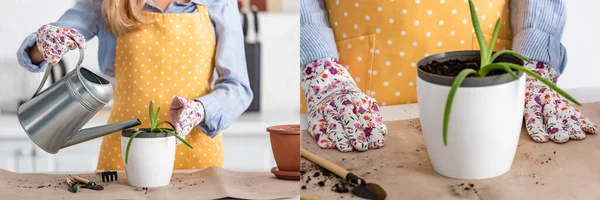 Collage Mujer Regando Aloe Cerca Mesa Con Herramientas Jardinería Cocina —  Fotos de Stock