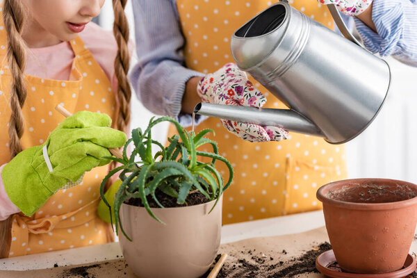 Cropped view of woman watering aloe near child with shovel in kitchen