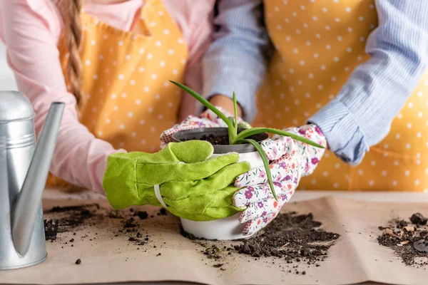 Cropped View Mother Daughter Gardening Gloves Touching Flowerpot Aloe Table — Stock Photo, Image