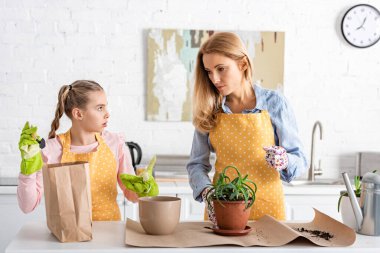 Çiçek saksısını işaret eden bir kürekle kafası karışmış kızı ve mutfak masasının yanındaki aloe kaplı anneye bakıyor.
