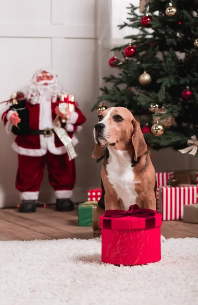 Dog with christmas gift — Stock Photo