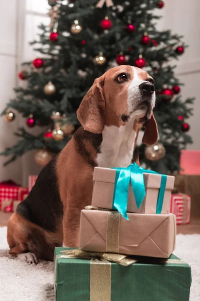 Chien de Noël — Photo de stock