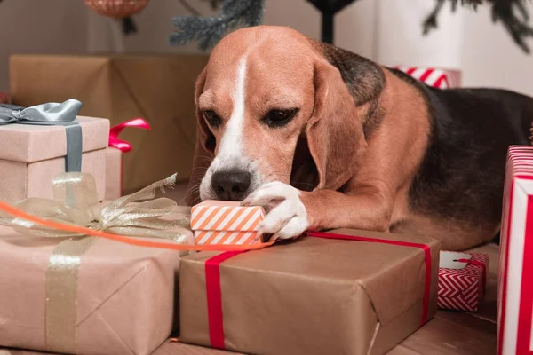 Beagle with christmas gifts — Stock Photo