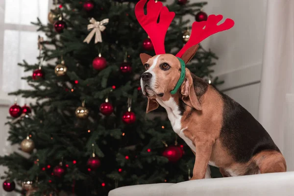 Beagle dog with christmas tree — Stock Photo