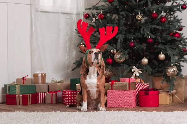 Beagle mit Spielzeuggeweih und Weihnachtsgeschenken — Stockfoto