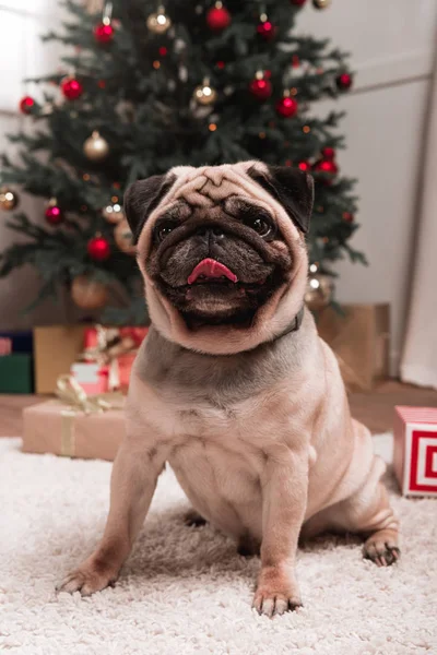 Pug with christmas gifts — Stock Photo