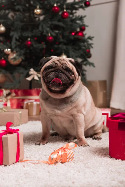 Мопс с рождественскими подарками — стоковое фото