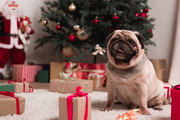 Pug with christmas gifts — Stock Photo